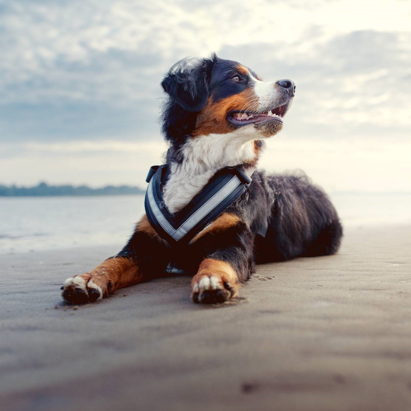 Safety harness for dogs. Medium