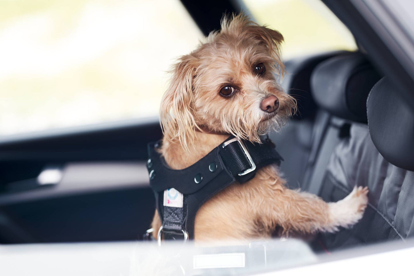 Safety harness for dogs. Small